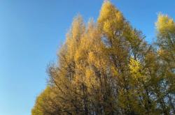 赤峰楊樹營站電話號碼查詢