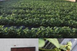 赤峰玉米采摘園電話號碼查詢