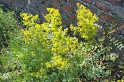 赤峰敖漢油渣廠電話(huà)地址是多少