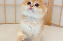 赤峰個人售貓電話號碼是多少