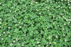 赤峰天幫草業(yè)銷(xiāo)售處電話(huà)號(hào)碼