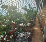 赤峰櫻桃商家電話號碼查詢