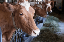 赤峰牛販子聯(lián)系方式電話號(hào)碼