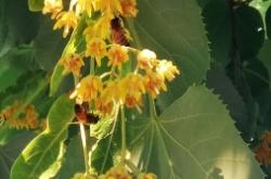 赤峰市松山區(qū)富龍熱力電話