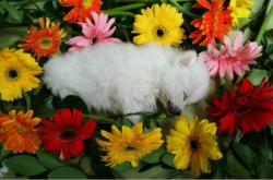 赤峰寵物火化服務公司電話號碼