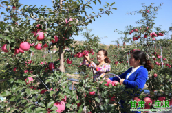 赤峰蘋果采摘廠電話號碼查詢