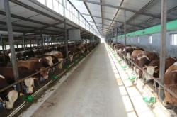 赤峰羊養(yǎng)殖廠家電話號(hào)碼