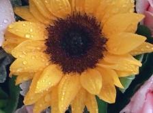 赤峰靜涵鮮花批發(fā)電話號碼