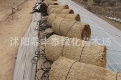 赤峰裝飾草簾子批發(fā)電話地址