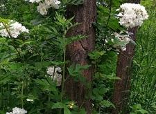 赤峰薔薇工作室招聘電話號碼