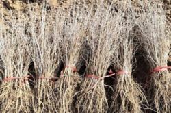 赤峰沙棘工廠電話多少啊