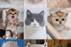 赤峰同城送貓電話號碼查詢