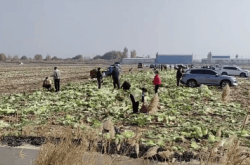 赤峰白菜收購商電話號碼查詢