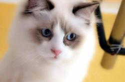 赤峰機(jī)場寵物店電話號碼