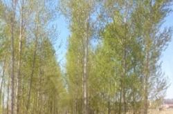 赤峰買賣楊樹介紹人電話號碼