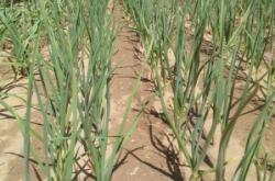 赤峰寧城種植戶電話是多少號(hào)