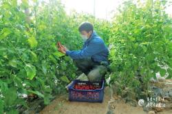 赤峰秧苗出售信息電話是多少號(hào)