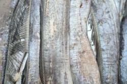 赤峰冷凍鲅魚帶魚批發(fā)電話號碼