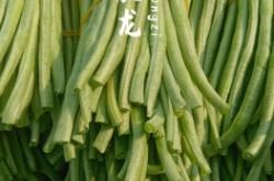 赤峰白條豆角種植基地電話號碼