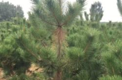 赤峰回收松樹苗的地方電話號碼