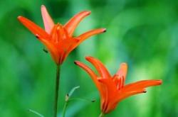 赤峰碧須香皂廠家電話號碼