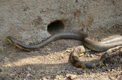 赤峰巨宇電器電話多少號