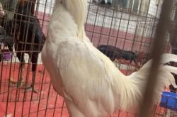 赤峰禽類養(yǎng)殖場(chǎng)電話號(hào)碼查詢