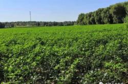 赤峰收舊木頭電話號碼多少