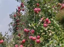 赤峰寧城紋身店電話號(hào)碼多少