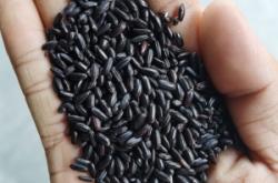 赤峰黑香米廠家電話號碼