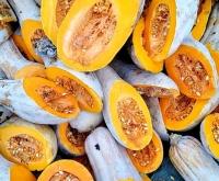 赤峰南瓜加工廠收購電話號碼