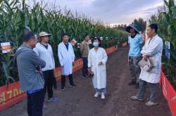 赤峰上門收玉米電話是多少號(hào)