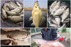 赤峰蚯蚓餌料批發(fā)市場電話號碼