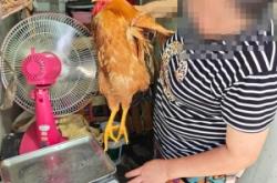 赤峰大公雞買賣電話地址查詢