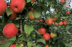 赤峰周邊蘋果采摘園