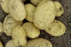 赤峰蔬菜代采點(diǎn)電話查詢地址