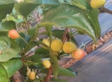 赤峰櫻桃表演工作室電話號(hào)碼