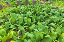 赤峰小豆豆農(nóng)莊電話多少號(hào)