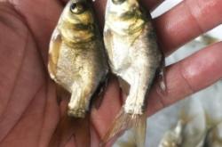 赤峰魚苗批發(fā)市場電話號碼