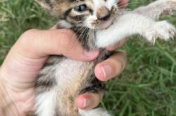 赤峰貓咪送養(yǎng)中心電話地址查詢(xún)