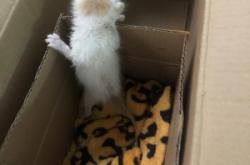 赤峰同城小奶貓電話號(hào)碼查詢