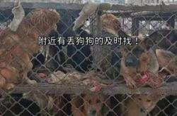 赤峰狗狗造型團購地址電話號碼