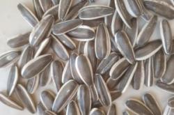 赤峰瓜子罐裝廠電話多少號