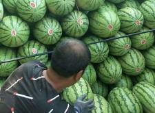 遼寧赤峰收西瓜電話號碼是多少