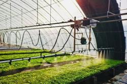 赤峰育苗基地電話號(hào)碼查詢(xún)