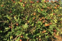 赤峰育苗基地電話多少號(hào)