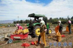 赤峰市土豆流轉中心電話號碼