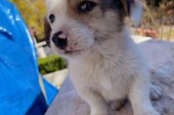 赤峰市狗狗領(lǐng)養(yǎng)電話地址查詢