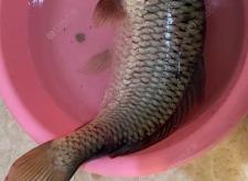 赤峰冰釣大棚出租信息電話號(hào)碼