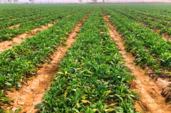 赤峰草畜平衡養(yǎng)殖基地電話號碼